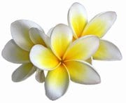 Ia orana mihirai – Bienvenue Mihirai à notre premier adhérent de Polynésie Française !