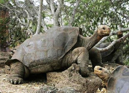 Une nouvelle espèce animale a disparu de la surface de la terre hier
