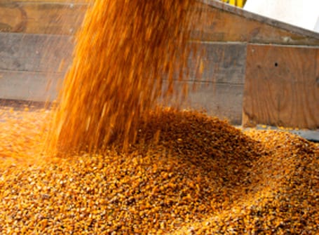 Farines animales : Comparaison sans appel entre la compétence et la fiabilité de l'UPR et celles du gouvernement