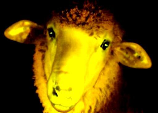 Première mondiale : des moutons transgéniques phosphorescents