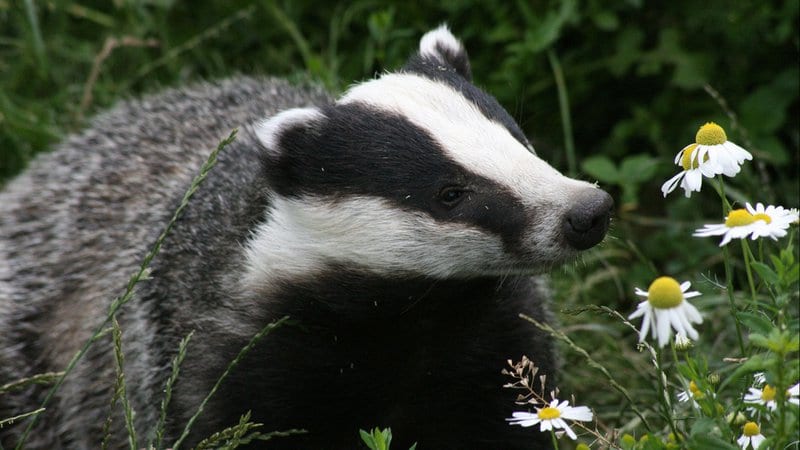 Les européistes affirment que le Brexit serait dangereux pour la nature et nuirait tout particulièrement aux blaireaux