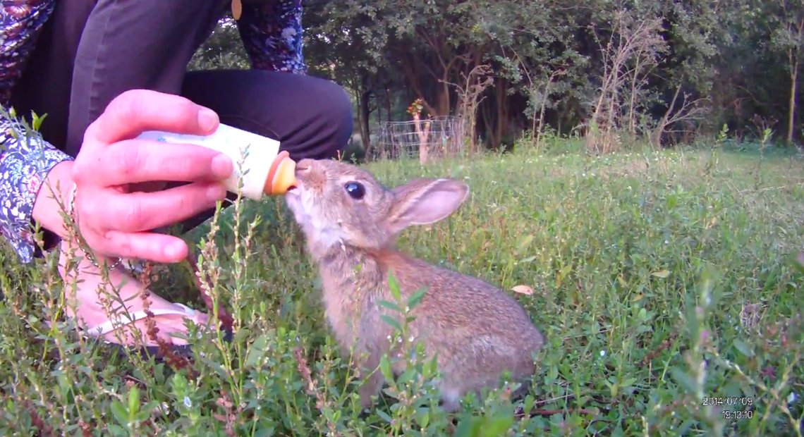 Comment Macron, naïf comme un « lapin de 6 semaines » aux dires des malfrats , peut-il défendre sérieusement les intérêts de la France face aux fins stratèges des plus grands États du monde ?