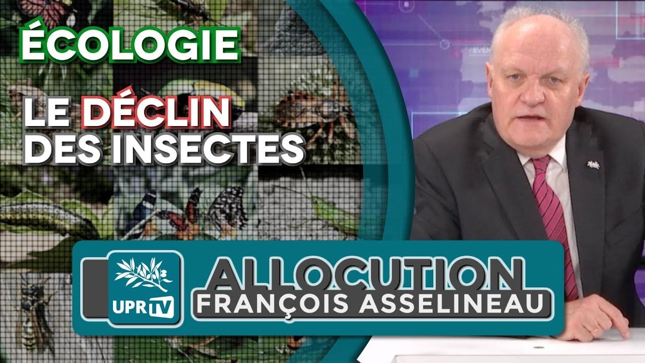 Le déclin des insectes