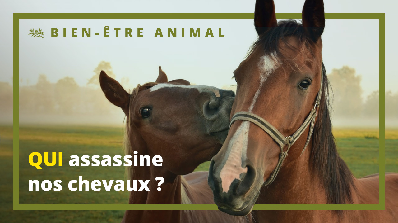 Qui assassine nos chevaux ?
